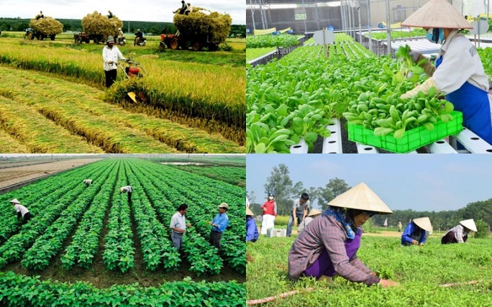 Hiện có 91% HTX, liên hiệp HTX huy động vốn từ thành viên để đầu tư, mở rộng sản xuất, kinh doanh.