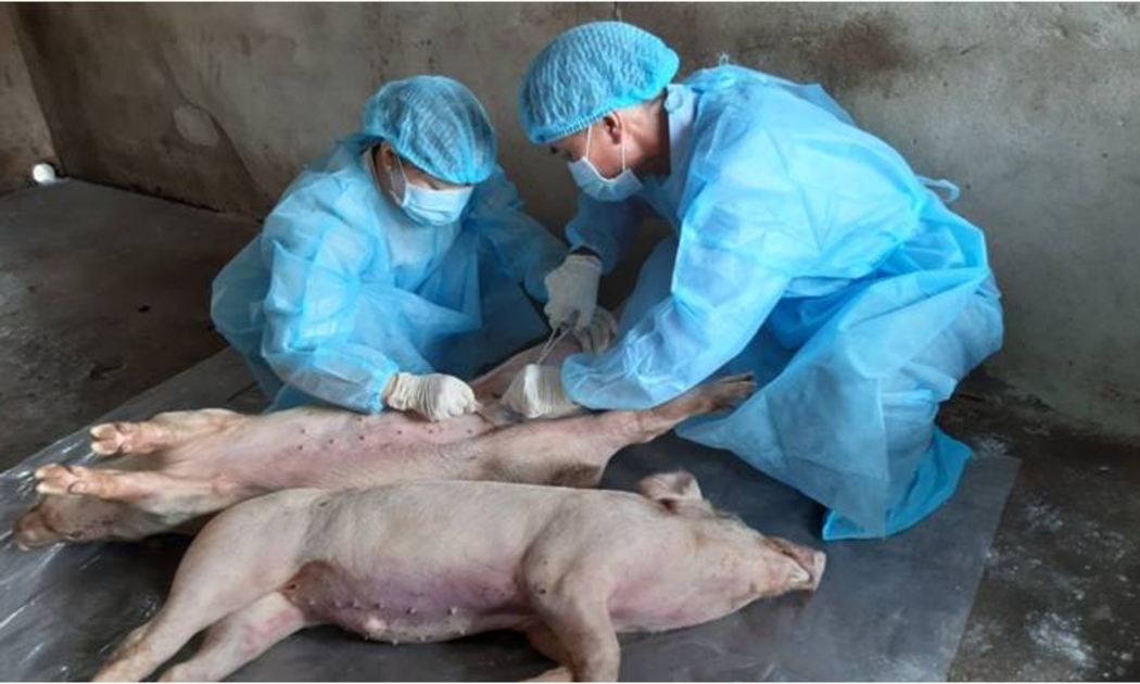 Cơ quan chức năng xử lý ổ dịch tả lợn châu Phi