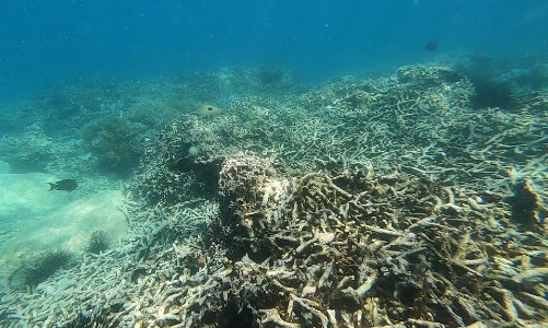 Khánh Hoà phục hồi vịnh Nha Trang