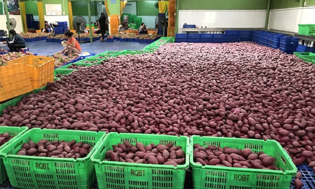 Khoai lang mong chờ xuất khẩu chính ngạch sang Trung Quốc.