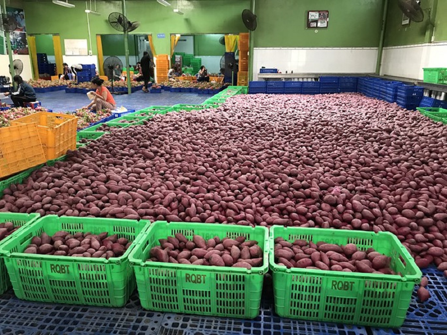 Khoai lang mong chờ xuất khẩu chính ngạch sang Trung Quốc.