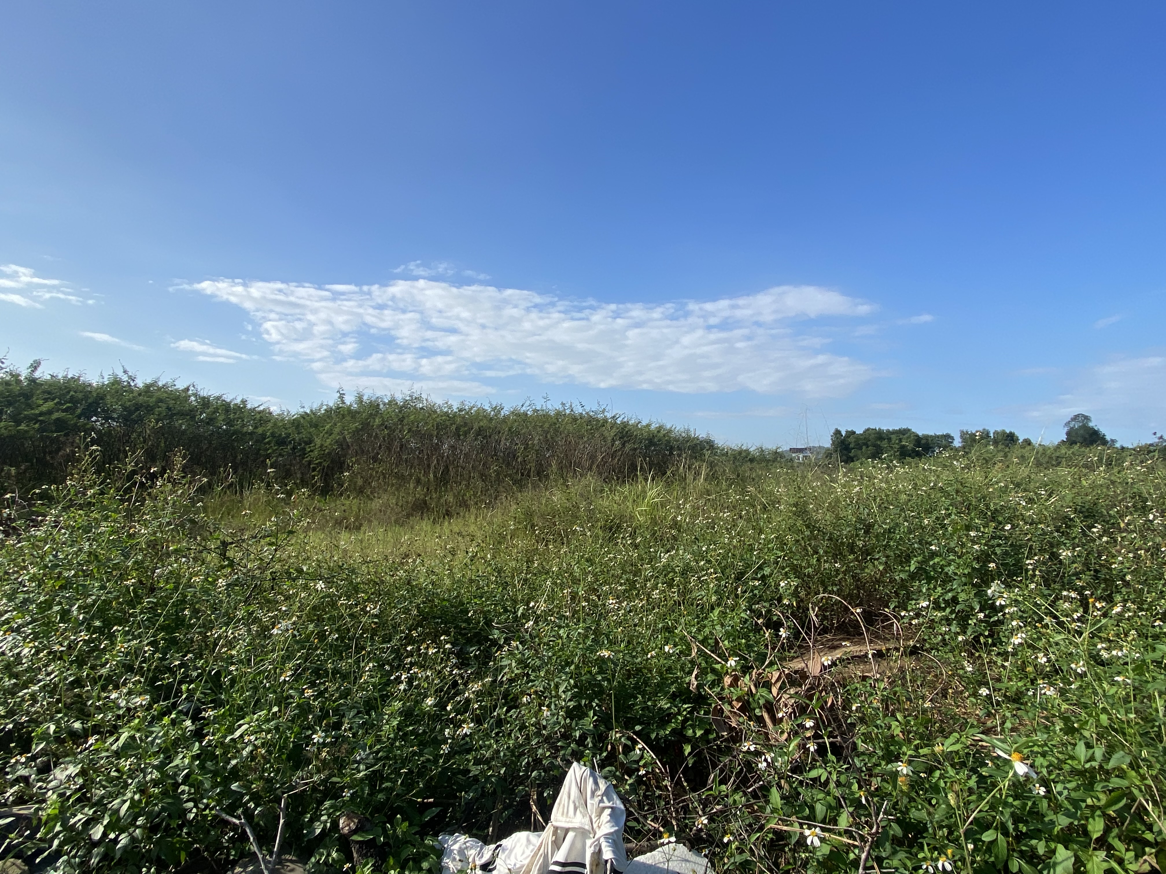 Sau nhiều năm “đắp chiếu” cỏ mọc ùm tùm khắp nơi