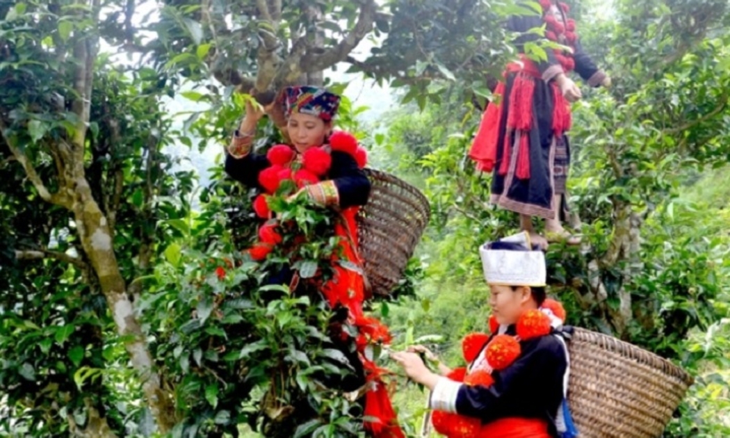 Thu hái chè Shan tuyết.