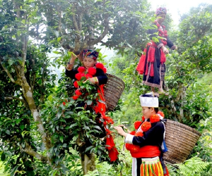 Thu hái chè Shan tuyết.