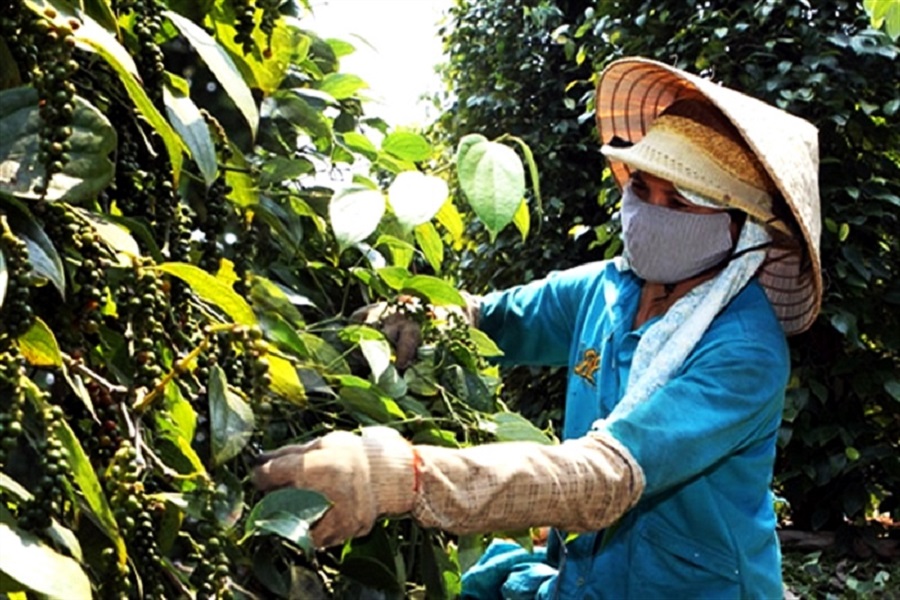 Xuất khẩu tiêu vẫn chưa hết khó khăn.
