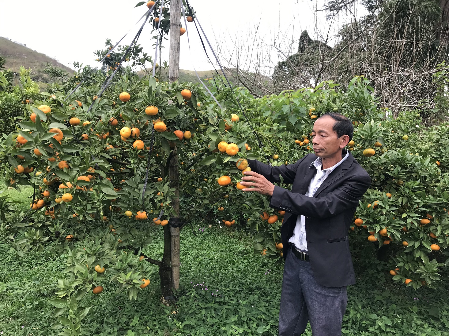 Trồng cam canh hữu cơ tại hợp tác xã Nông nghiệp hữu cơ Pa Cốp - Vân Hồ.