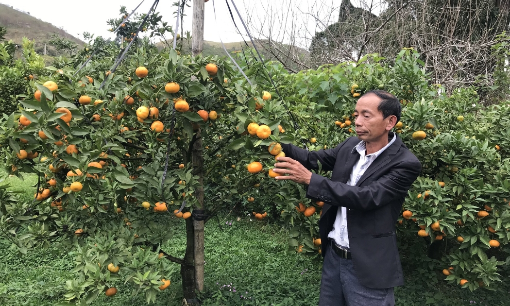 Trồng cam canh hữu cơ tại hợp tác xã Nông nghiệp hữu cơ Pa Cốp - Vân Hồ.