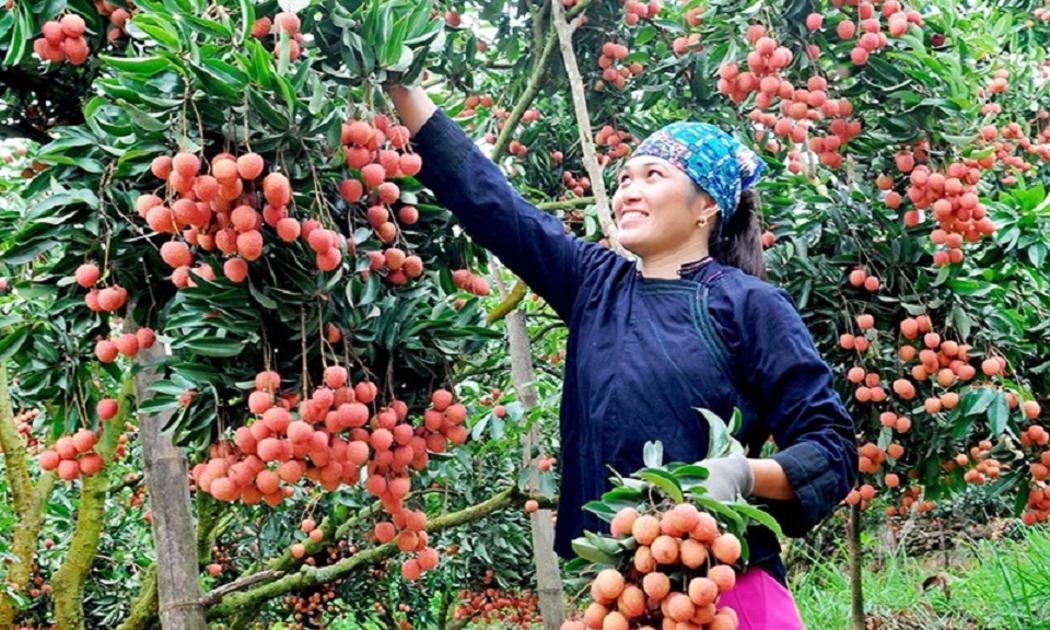 Vải thiều là sản phẩm đầu tiên của tỉnh Bắc Giang được hỗ trợ đưa lên các sàn thương mại điện tử.