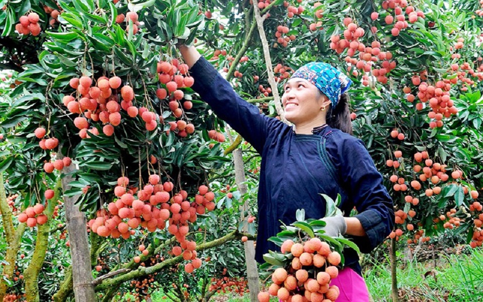 Vải thiều là sản phẩm đầu tiên của tỉnh Bắc Giang được hỗ trợ đưa lên các sàn thương mại điện tử.