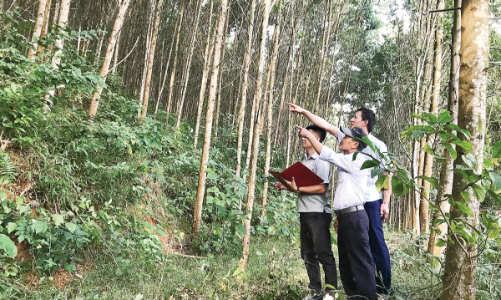 Liên kết trồng rừng bền vững: Chủ động nguồn gỗ nguyên liệu