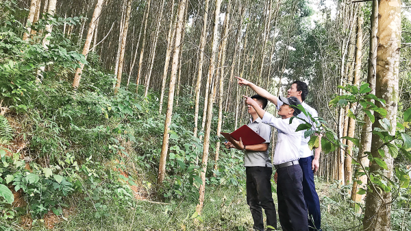 Liên kết trồng rừng bền vững: Chủ động nguồn gỗ nguyên liệu