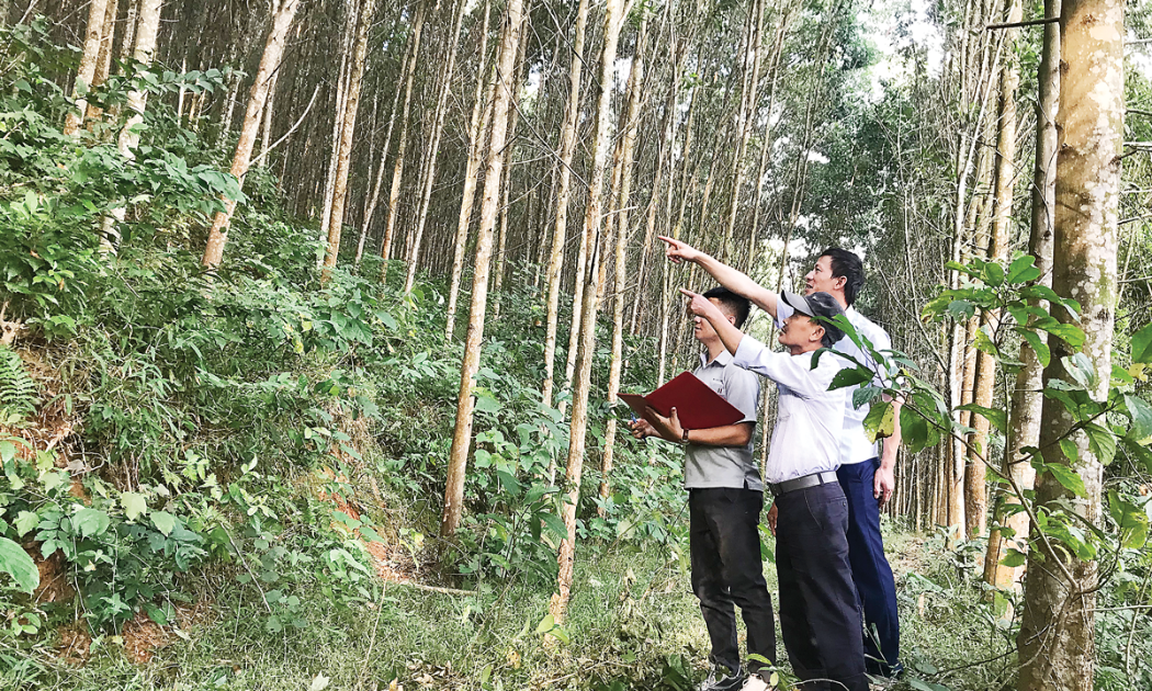 Trồng rừng theo quy chuẩn FSC ở huyện Anh Sơn, tỉnh Nghệ An do Nông dân liên kết với Công ty Biomass Fuel Việt Nam.