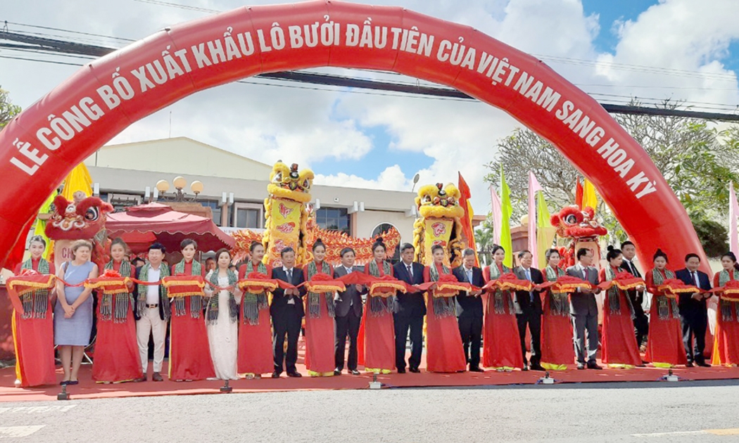 Lô bưởi da xanh đầu tiên của Bến Tre, cũng là đầu tiên cả nước đã chính thức xuất khẩu vào thị trường Hoa Kỳ vào sáng 28/11/2022.