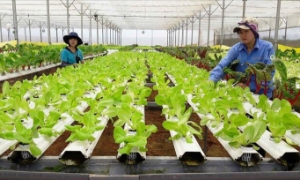 Phát triển kinh tế tuần hoàn trong nông nghiệp: Cần hậu thuẫn và chung tay của các cấp chính quyền