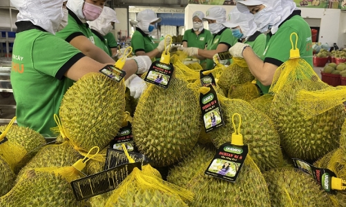 Đừng để sầu riêng biến thành “sầu chung”