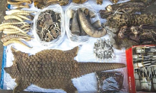 Chặn các hành vi mua bán động vật hoang dã trên không gian mạng: Trách nhiệm của các công ty công nghệ 