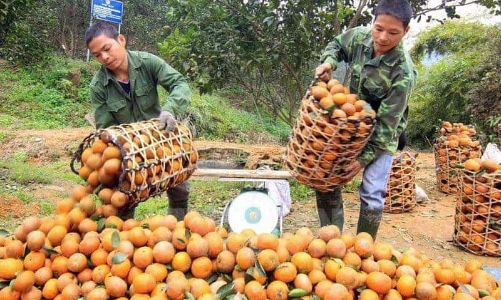 Gắn kết du lịch – thương mại thúc đẩy tiêu thụ nông sản địa phương