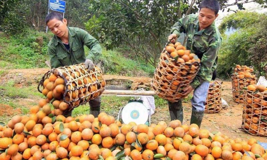 Cam sành Hàm Yên (Tuyên Quang) được khách du lịch ưa chuộng.