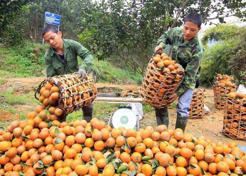 Cam sành Hàm Yên (Tuyên Quang) được khách du lịch ưa chuộng.