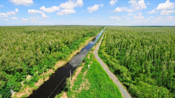 Vai trò thiết yếu của thị trường carbon tự nguyện