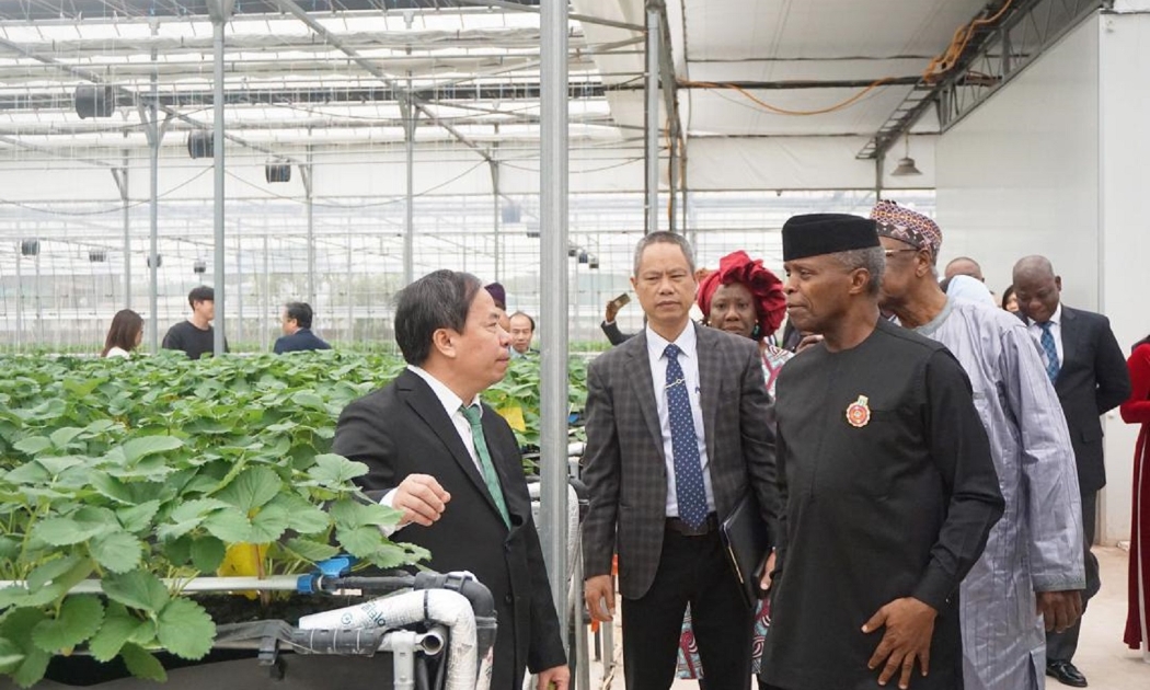 Phó Tổng thống Nigeria tham quan Khu nông nghiệp công nghệ cao của Viện Khoa học Nông nghiệp Việt Nam. Ảnh: Chu Khôi.
