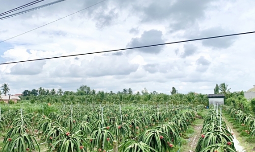 Được mùa Thanh Long cùng NPK Cà Mau