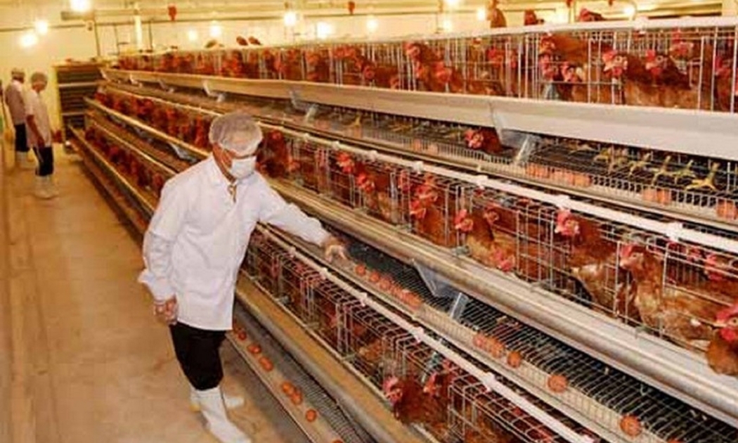 Chăn nuôi gia cầm thường xuyên đối mặt với tình trạng thừa cung.
