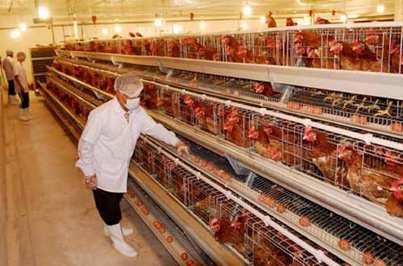 Annual livestock product imports total $3bln