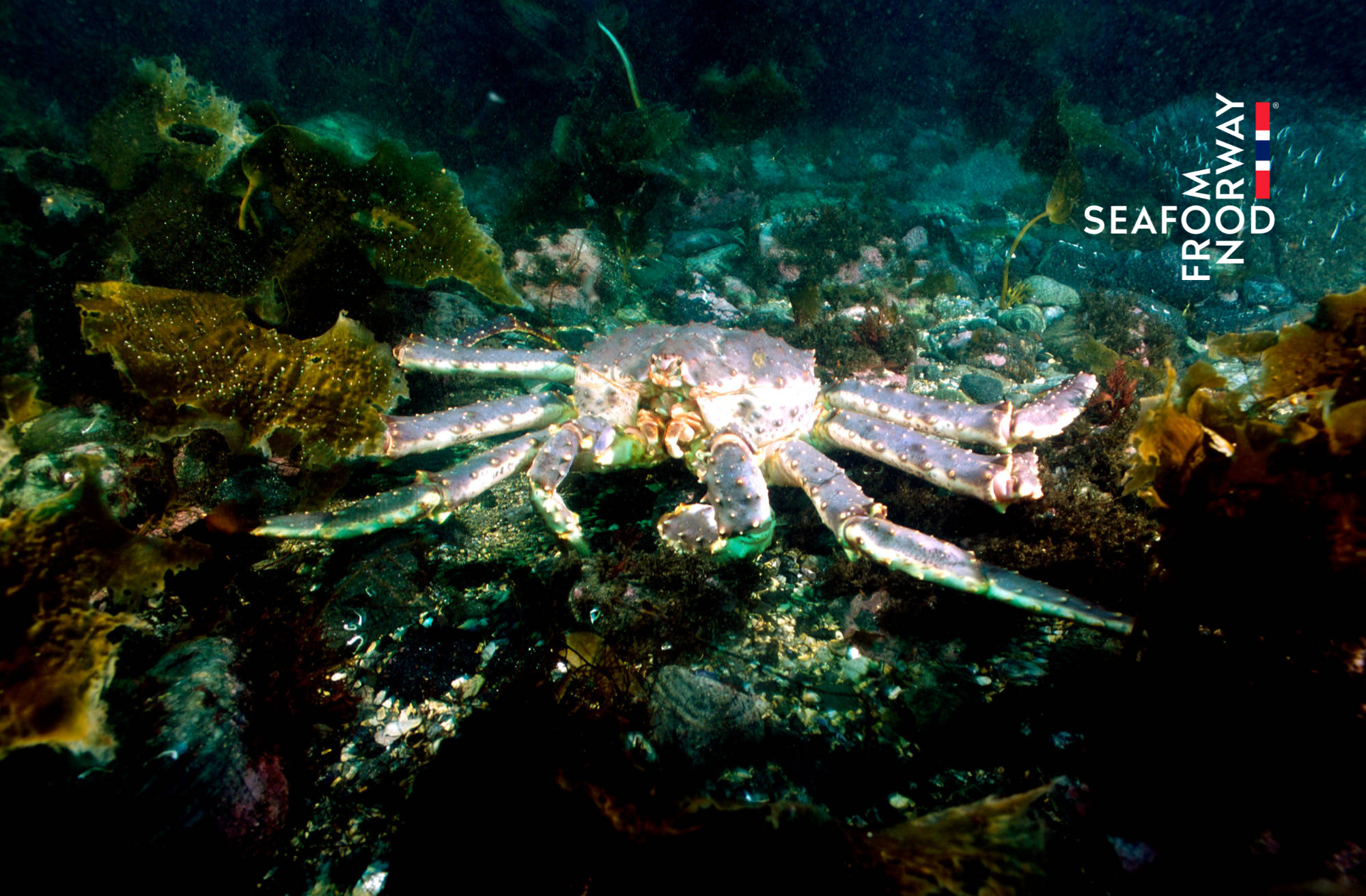 Cua Hoàng đế dưới đáy biển Na Uy. Ảnh: Hội đồng Hải sản Na Uy