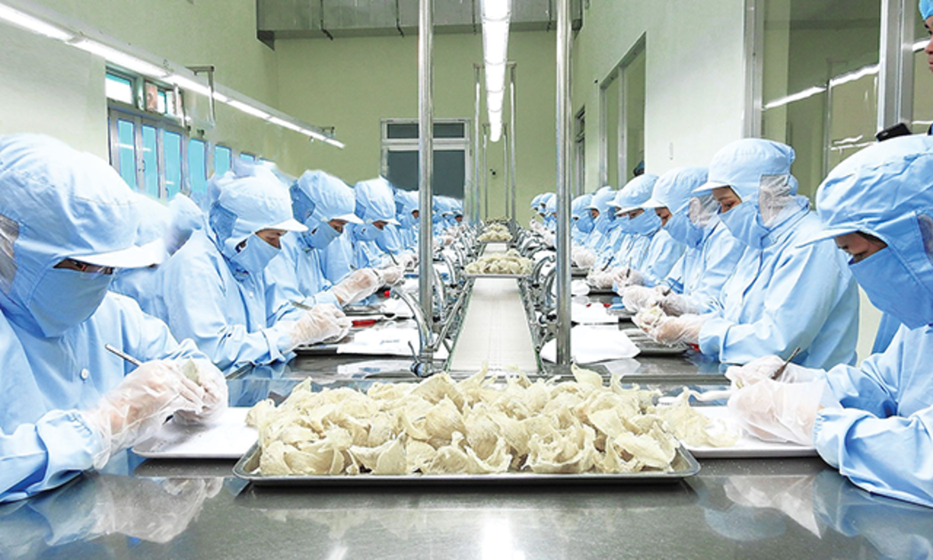 Tổ yến đã được xuất khẩu chính ngạch vào thị trường Trung Quốc