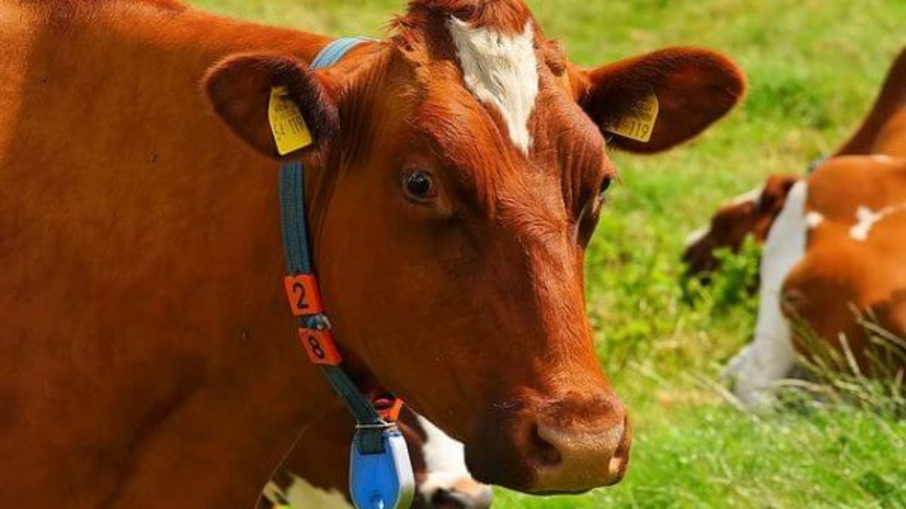 Ph&aacute;t minh n&agrave;y c&oacute; thể gi&uacute;p n&ocirc;ng d&acirc;n tr&aacute;nh phải thay pin thủ c&ocirc;ng v&agrave; hơn hết l&agrave; c&oacute; thể theo d&otilde;i gia s&uacute;c m&agrave; kh&ocirc;ng cần đặt ch&acirc;n đến trang trại, (Ảnh: Internet)&nbsp; &nbsp;