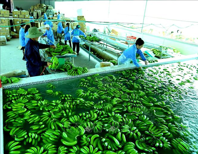 Hướng đi bền vững của doanh nghiệp: Đẩy mạnh xuất khẩu xanh - Nhịp sống  kinh tế Việt Nam & Thế giới