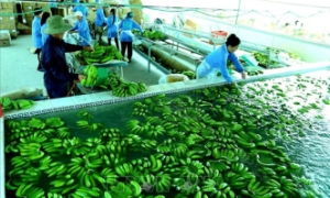 Hướng đi bền vững của doanh nghiệp: Đẩy mạnh xuất khẩu xanh 