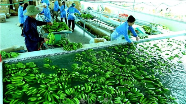 Hướng đi bền vững của doanh nghiệp: Đẩy mạnh xuất khẩu xanh 