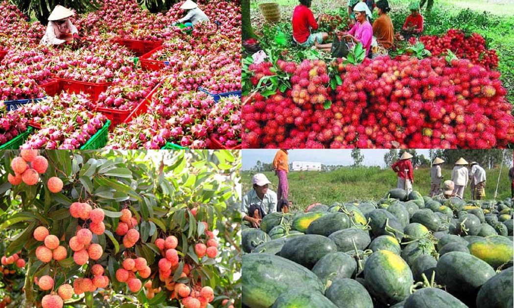 Xuất khẩu rau quả vẫn phụ thuộc nhiều vào thị trường Trung Quốc.