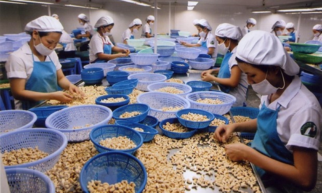 Ngành chế biến điều đối mặt nhiều rủi ro về nguyên liệu.