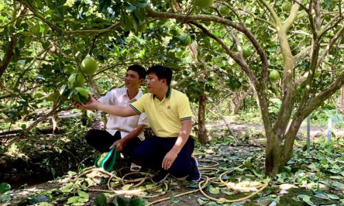 “Vô tình lượm bí kíp” mùa vàng cho bưởi da xanh