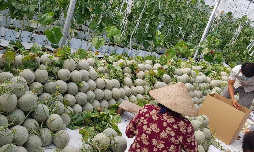 Thu hoạch cây ăn trái tại các tỉnh vùng Đồng bằng sông Cửu Long.