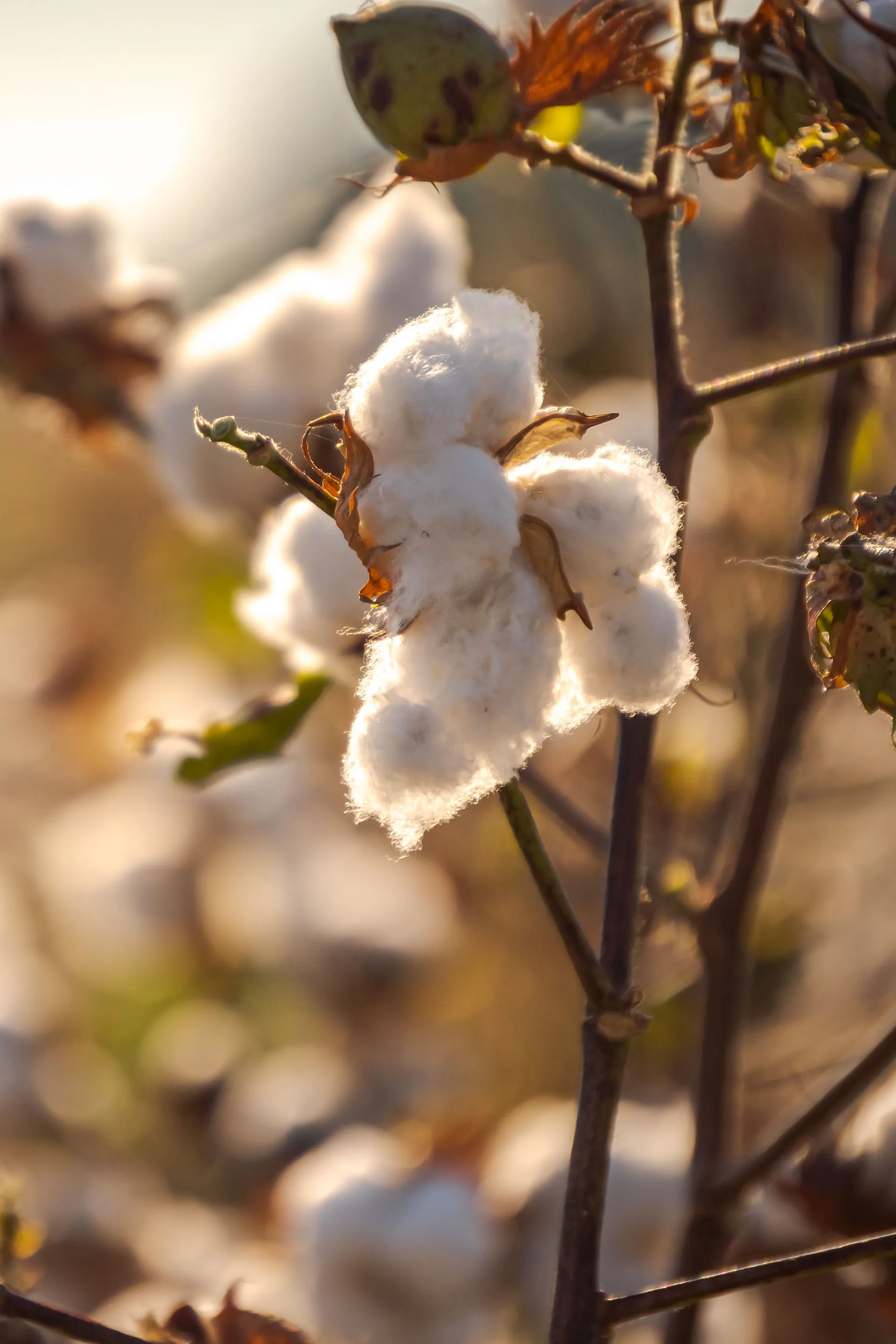 Hoạt động sẽ bắt đầu v&agrave;o qu&yacute; đầu ti&ecirc;n của năm 2023 v&agrave; c&aacute;c dự &aacute;n sẽ diễn ra ở c&aacute;c quốc gia nơi m&agrave; c&aacute;c nh&agrave; đầu tư cung cấp nguy&ecirc;n liệu th&ocirc;.