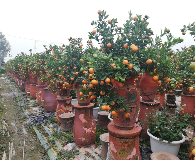 Quất Tứ Liên, Đào Nhật Tân (Hà Nội) sẵn sàng phục vụ Tết Quý Mão.