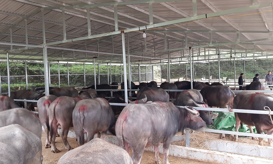 Trâu bò lậu tìm nhiều ngách để vào Việt Nam