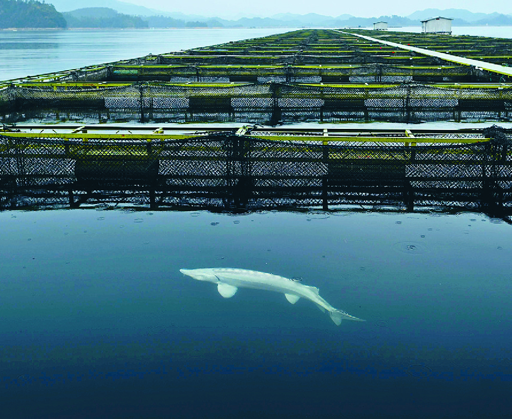 Nhiều trang trại nu&ocirc;i c&aacute; tầm đ&atilde; mọc l&ecirc;n rất th&agrave;nh c&ocirc;ng tại Th&aacute;i Lan (ảnh tr&ecirc;n) v&agrave; Trung Quốc (ảnh dưới).