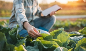 5 điều Thung Lũng công nghệ Silicon đã sai về nông nghiệp, (Ảnh: Getty) 