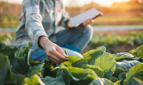 5 sai lầm về nông nghiệp công nghệ cao khiến startup thất bại