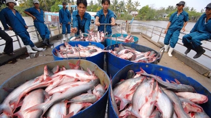 Tra fish exports hit new record
