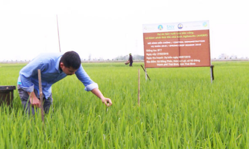 Trồng 1 triệu ha lúa theo quy chuẩn “xanh”, giảm phát thải khí nhà kính