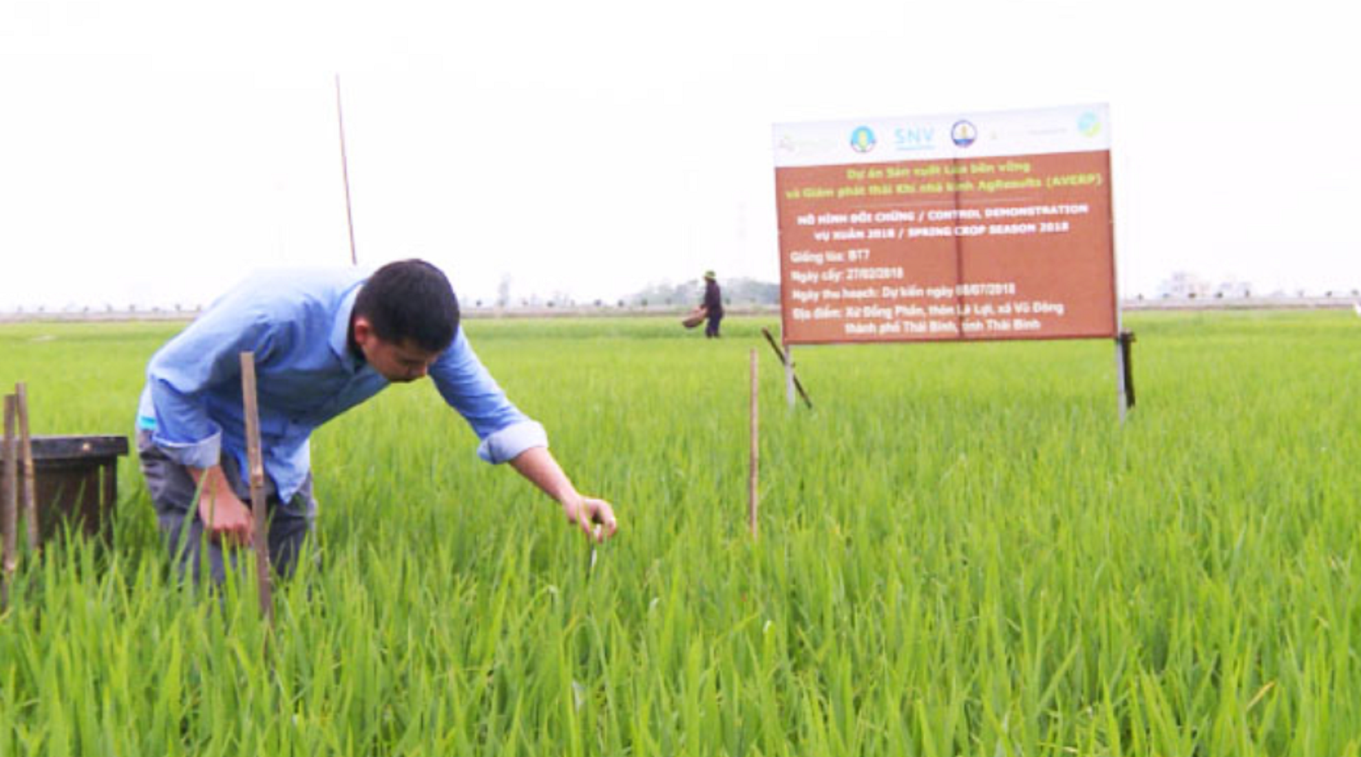 Trồng lúa phải giảm phát thải khí nhà kính.