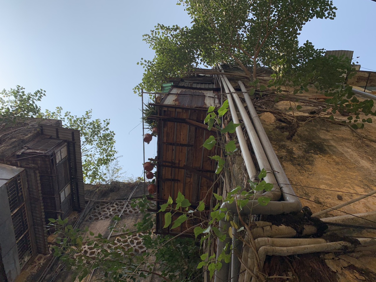 C&aacute;c đầu hồi của khu tập thể Nghĩa Đ&ocirc; thậm ch&iacute; c&oacute; hẳn nhiều c&acirc;y dại mọc v&agrave; lớn dần, c&aacute;c c&acirc;y n&agrave;y đang sắp th&agrave;nh c&acirc;y cổ thụ...&nbsp;