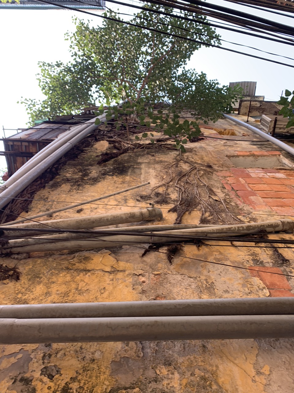 C&acirc;y dại b&aacute;m tr&ecirc;n tường nh&agrave; như tr&ecirc;n v&aacute;ch n&uacute;i.&nbsp; V&agrave; chưa biết tới khi n&agrave;o, khu nh&agrave; sẽ được cải tạo, sửa chữa hoặc đập đi x&acirc;y mới...&nbsp;