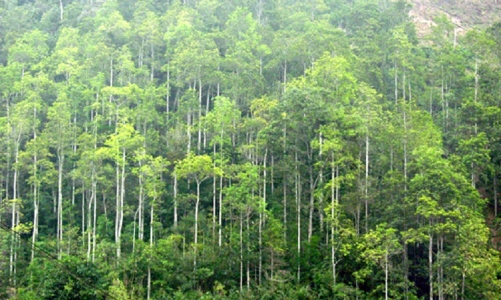 Việt Nam quyết liệt thực thi FLEGT